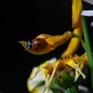 Joaninha (ladybug)